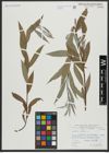 Foto von Salix alba L.